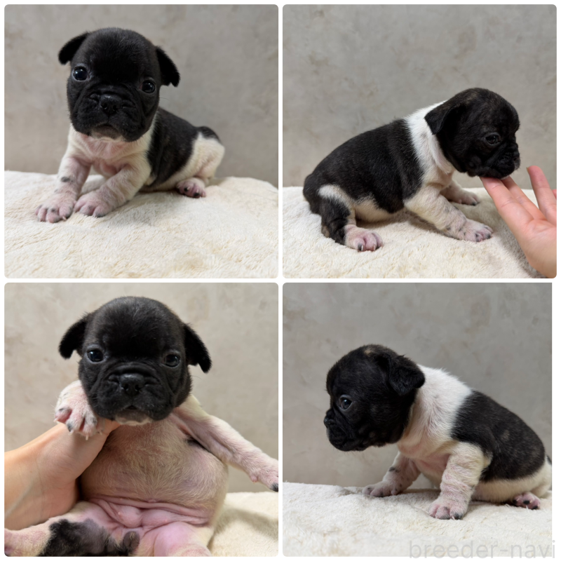 販売中の岡山県のフレンチブルドッグ-425922