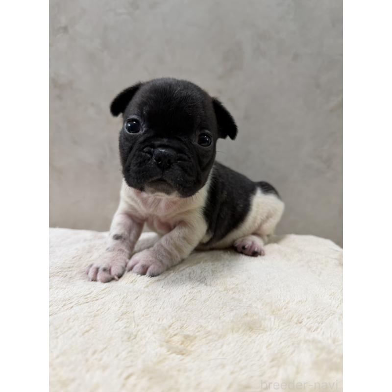 販売中の岡山県のフレンチブルドッグ-425922の8枚目