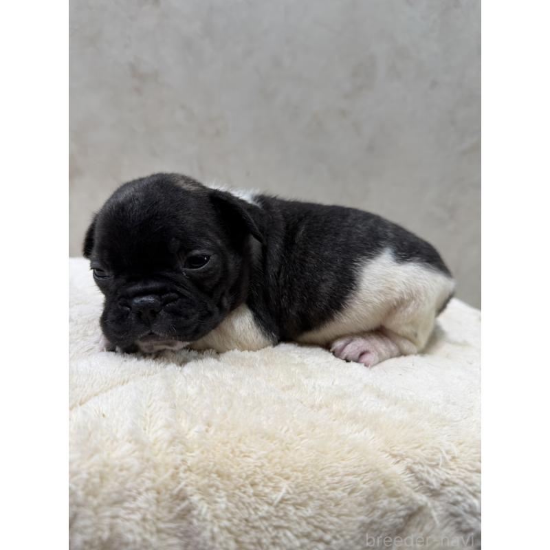 販売中の岡山県のフレンチブルドッグ-425922の7枚目