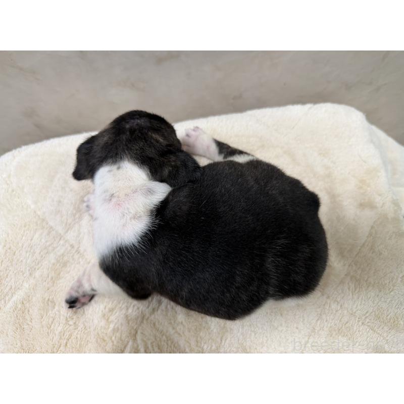 販売中の岡山県のフレンチブルドッグ-425922の6枚目