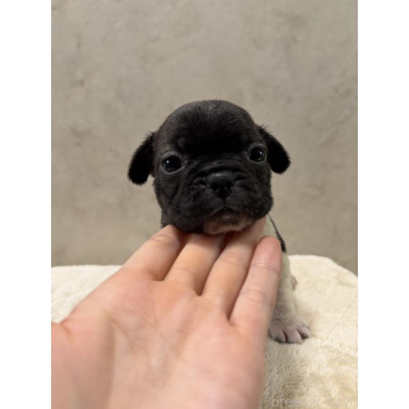 販売中の岡山県のフレンチブルドッグ-425922の5枚目