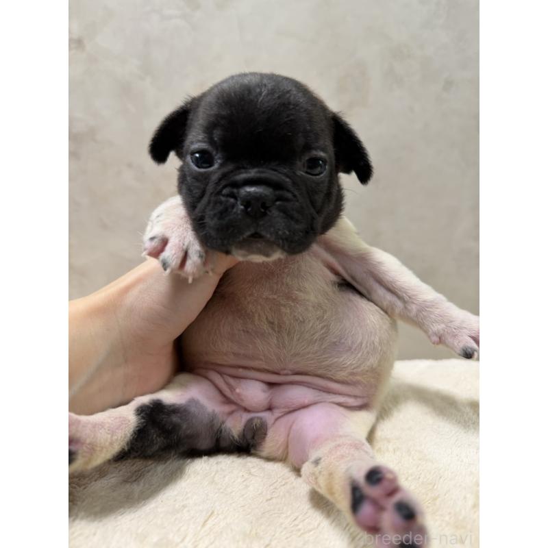 販売中の岡山県のフレンチブルドッグ-425922の4枚目