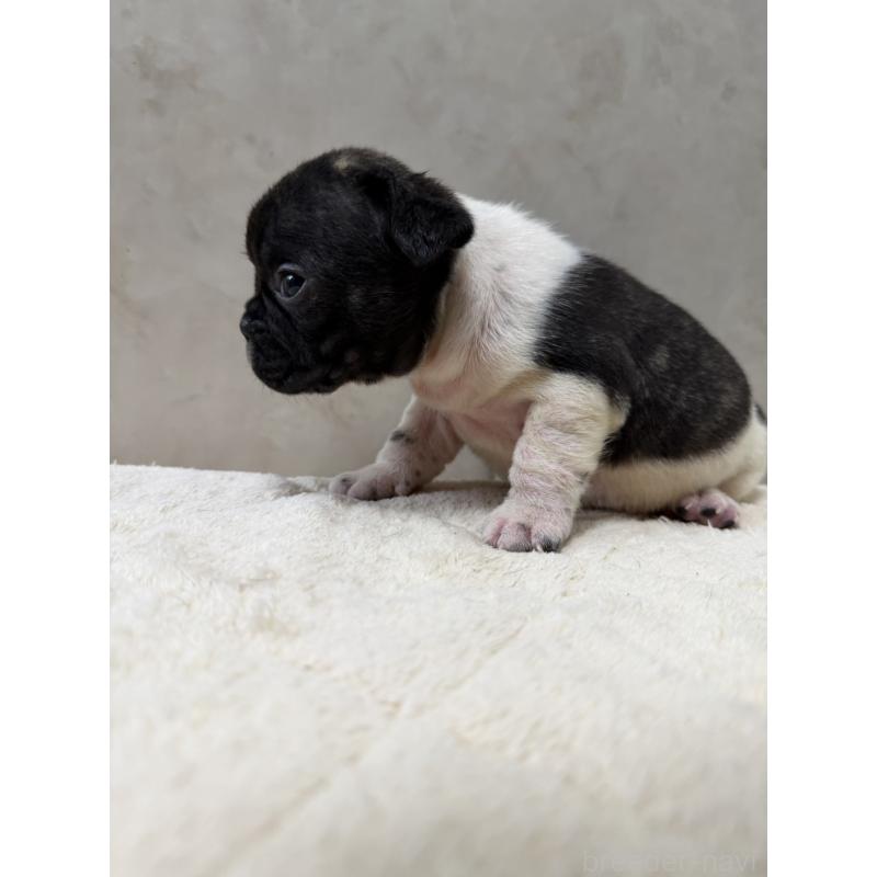 販売中の岡山県のフレンチブルドッグ-425922の3枚目