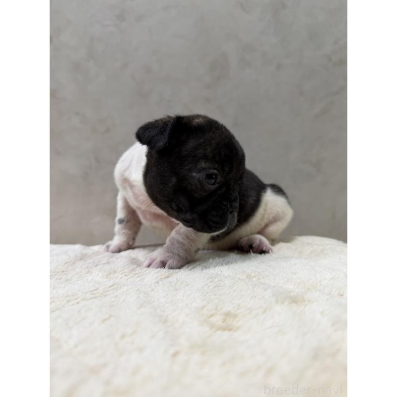 販売中の岡山県のフレンチブルドッグ-425922の2枚目