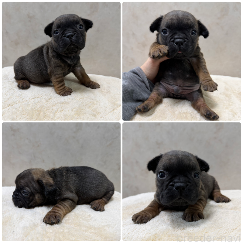 販売中の岡山県のフレンチブルドッグ-425923の1枚目