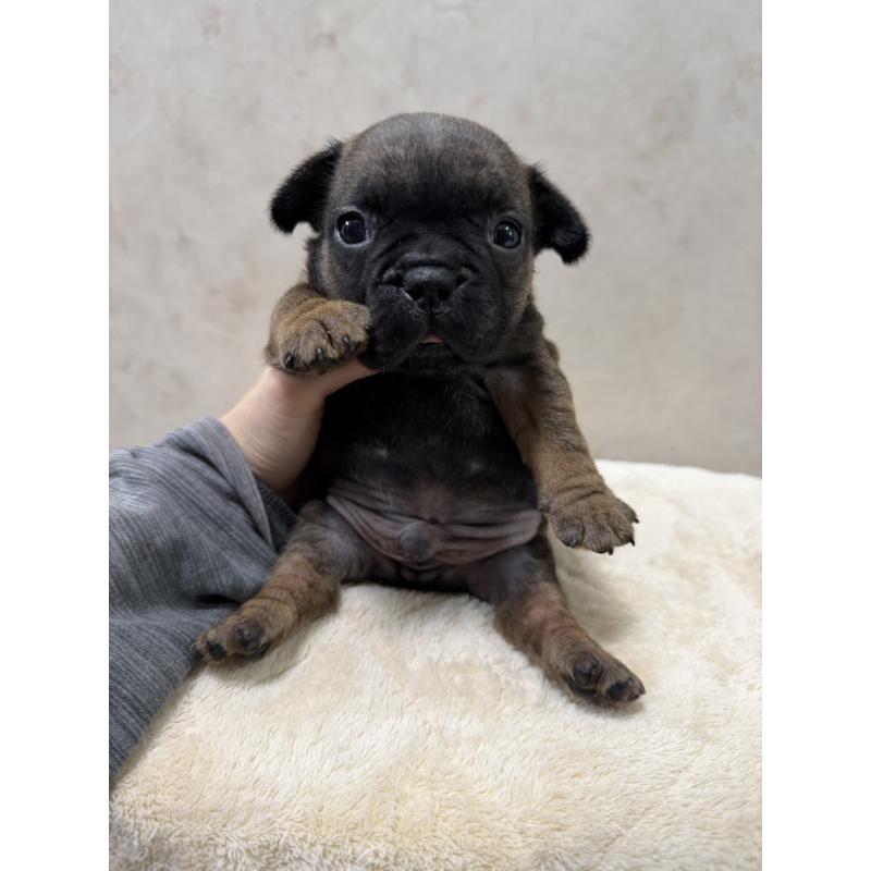 販売中の岡山県のフレンチブルドッグ-425923の8枚目