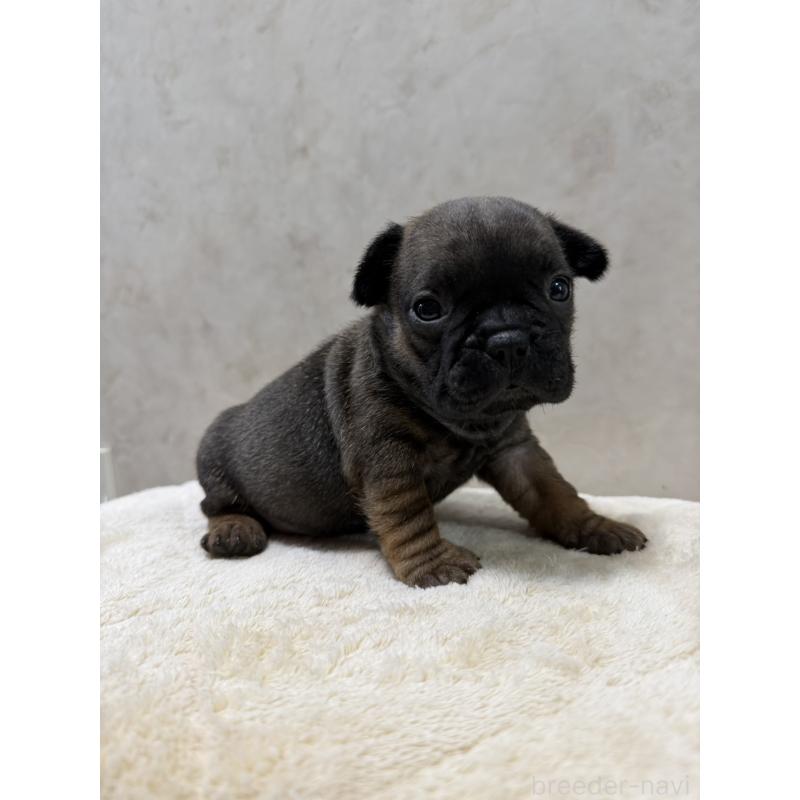 販売中の岡山県のフレンチブルドッグ-425923の7枚目