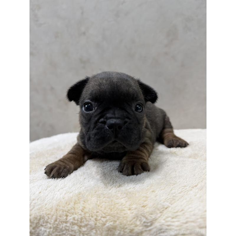 販売中の岡山県のフレンチブルドッグ-425923の6枚目