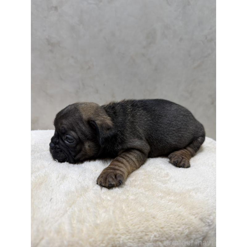 販売中の岡山県のフレンチブルドッグ-425923の5枚目