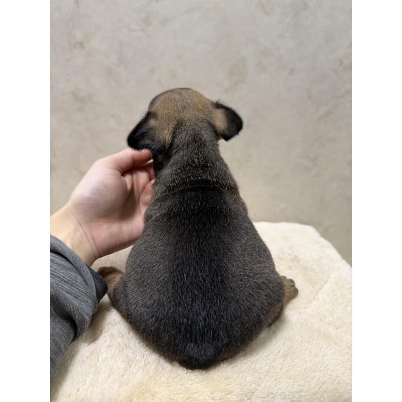 販売中の岡山県のフレンチブルドッグ-425923の4枚目