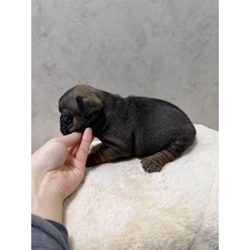 販売中の岡山県のフレンチブルドッグ-425923の3枚目