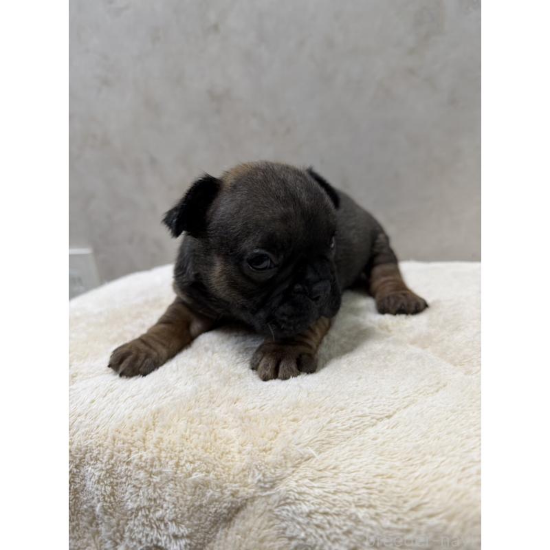 販売中の岡山県のフレンチブルドッグ-425923の2枚目