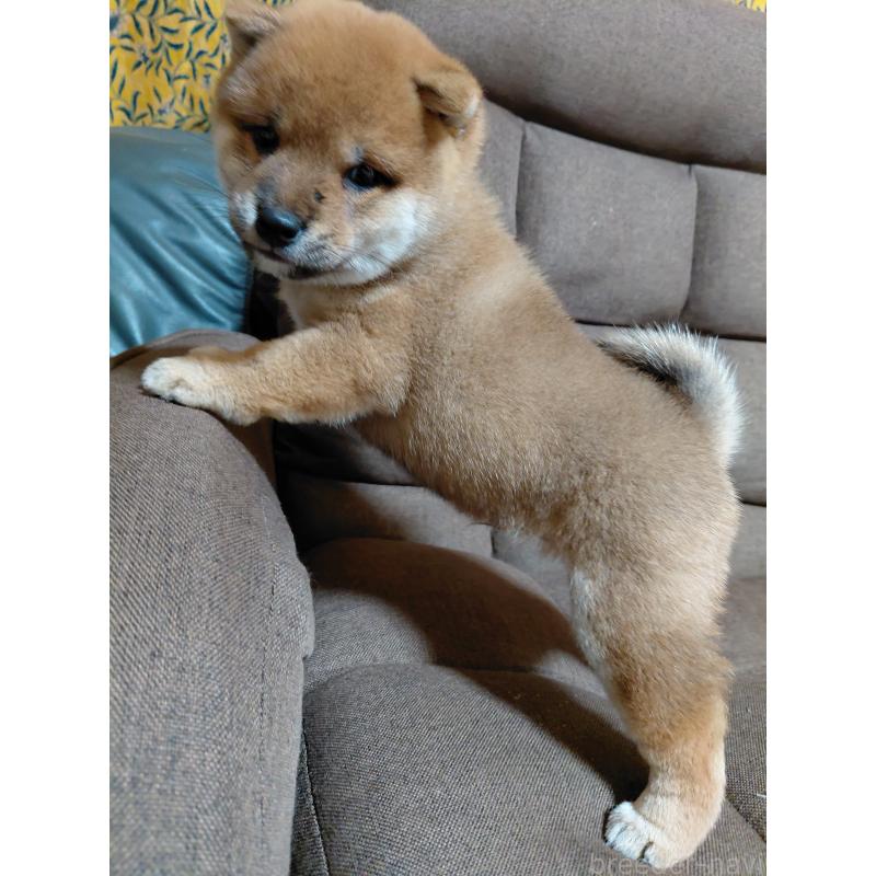 販売中の佐賀県の豆柴-425927の4枚目