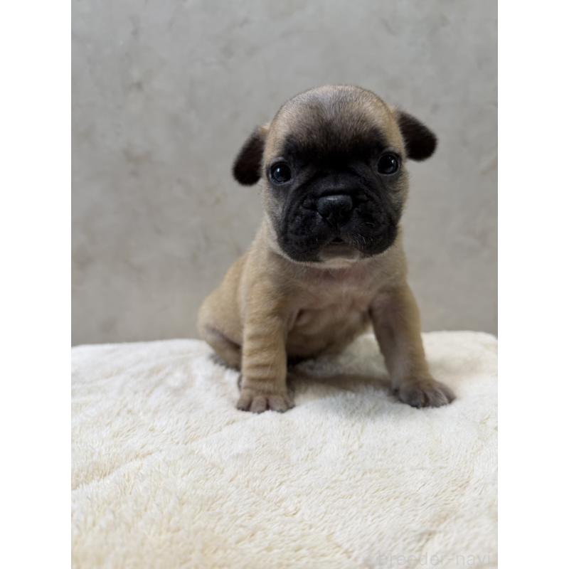 販売中の岡山県のフレンチブルドッグ-425924の8枚目