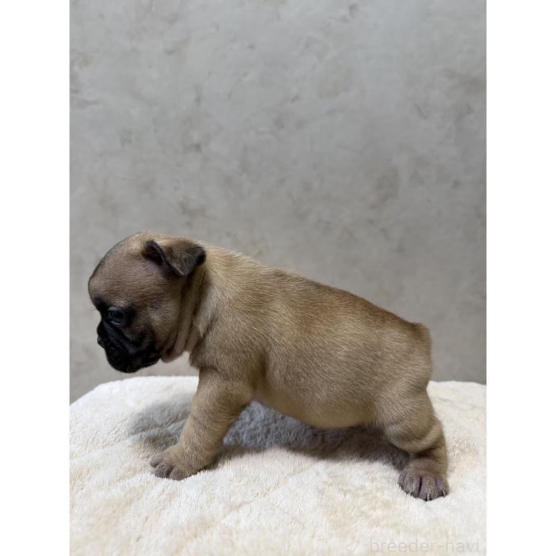 販売中の岡山県のフレンチブルドッグ-425924の7枚目