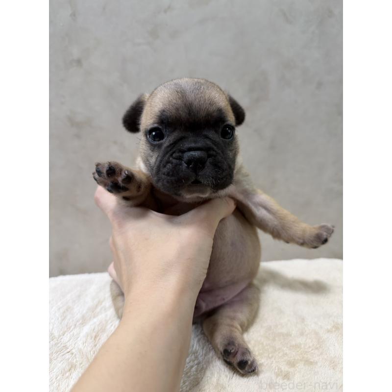 販売中の岡山県のフレンチブルドッグ-425924の6枚目