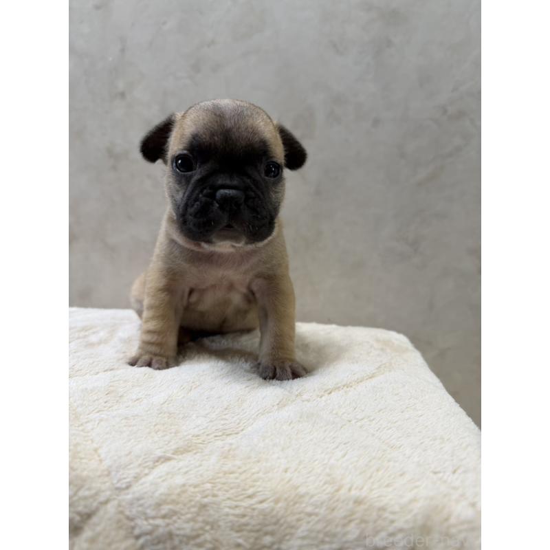 販売中の岡山県のフレンチブルドッグ-425924の5枚目