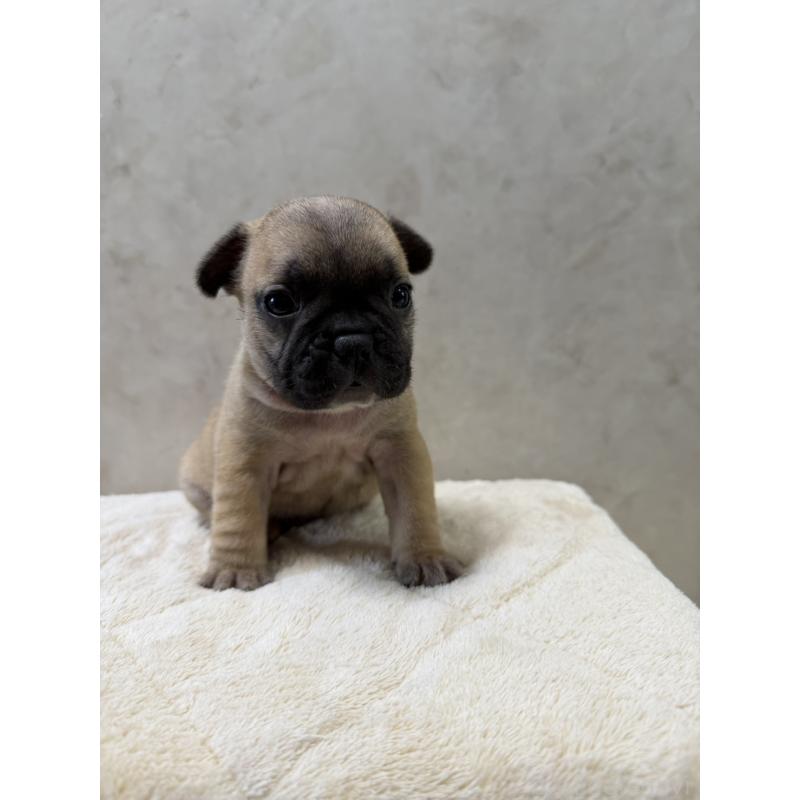 販売中の岡山県のフレンチブルドッグ-425924の4枚目