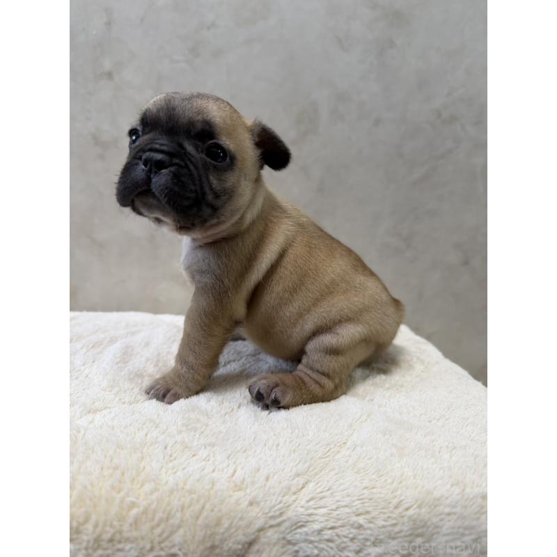 販売中の岡山県のフレンチブルドッグ-425924の3枚目