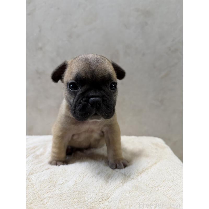 販売中の岡山県のフレンチブルドッグ-425924の2枚目