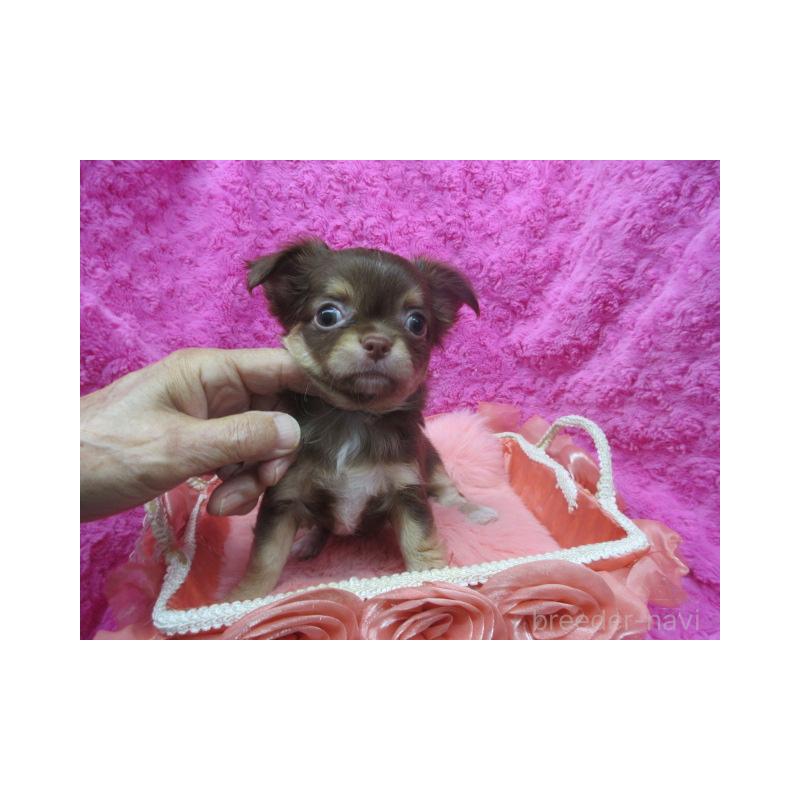 販売中の京都府のチワワ(ロングコート)-425929の5枚目