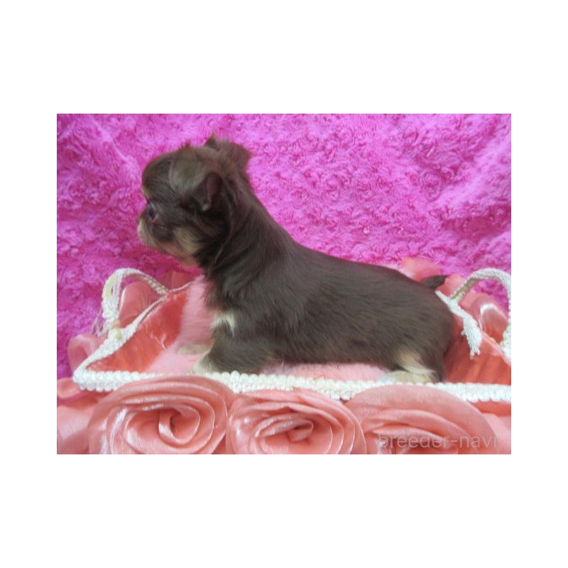 販売中の京都府のチワワ(ロングコート)-425929の4枚目