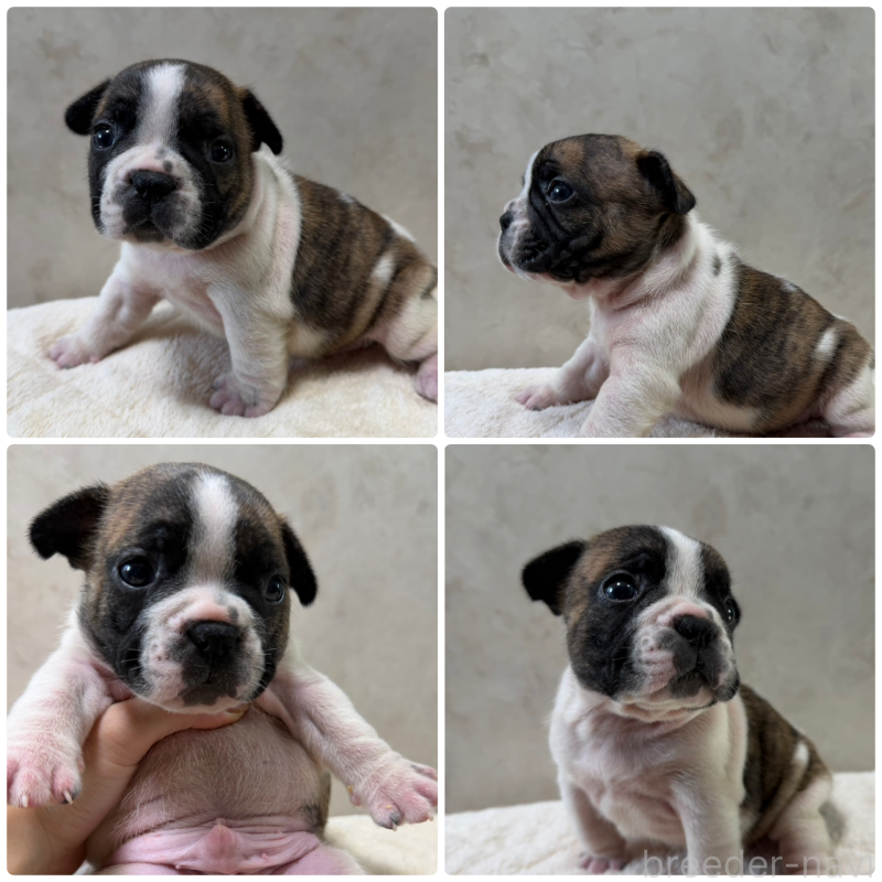 販売中の岡山県のフレンチブルドッグ-425925