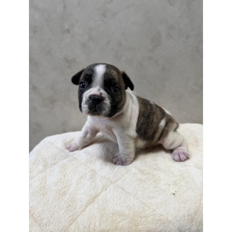 販売中の岡山県のフレンチブルドッグ-425925の9枚目