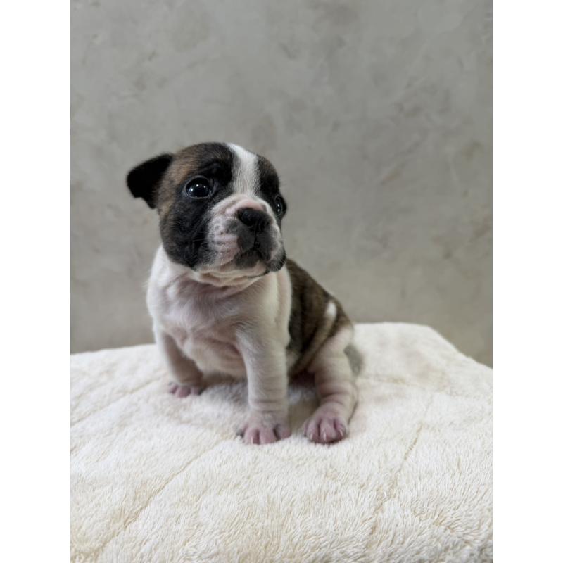 販売中の岡山県のフレンチブルドッグ-425925の8枚目