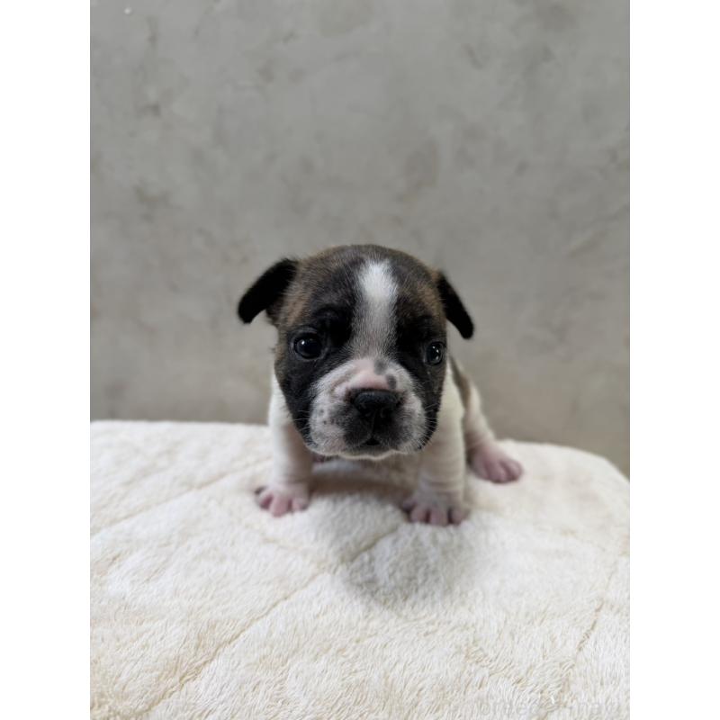 販売中の岡山県のフレンチブルドッグ-425925の7枚目