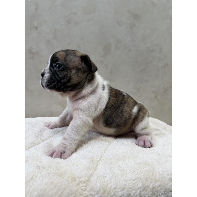 販売中の岡山県のフレンチブルドッグ-425925の6枚目