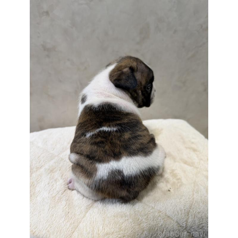 販売中の岡山県のフレンチブルドッグ-425925の5枚目