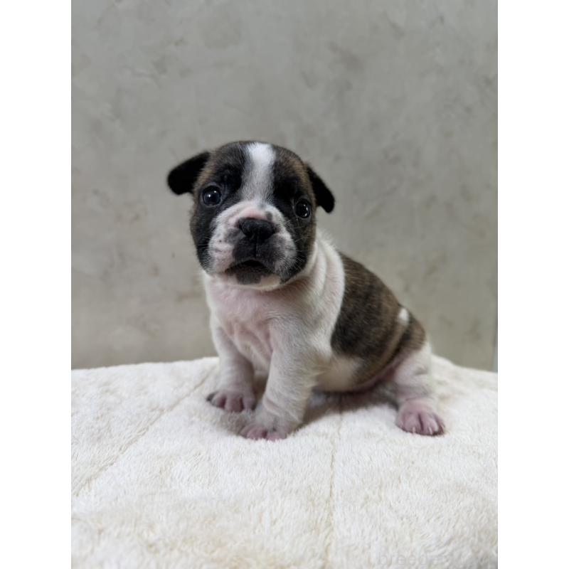 販売中の岡山県のフレンチブルドッグ-425925の4枚目