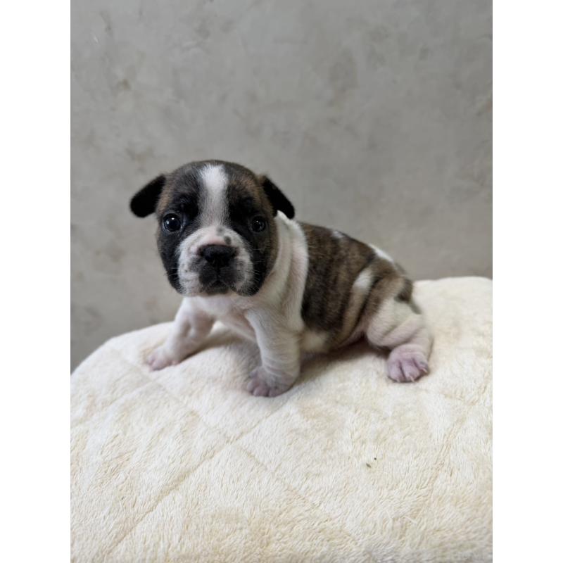 販売中の岡山県のフレンチブルドッグ-425925の3枚目