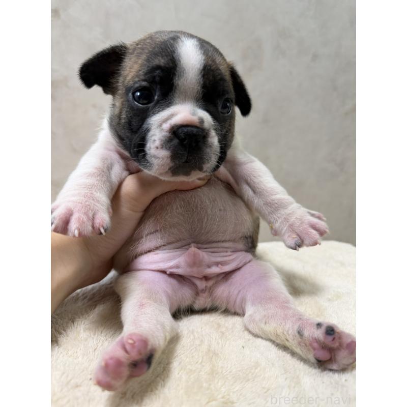 販売中の岡山県のフレンチブルドッグ-425925の2枚目