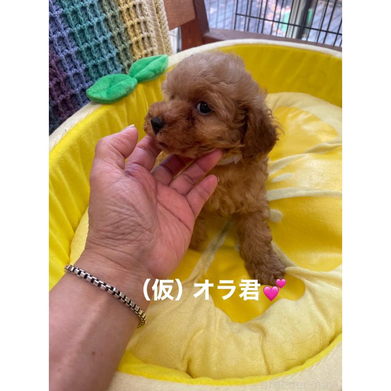 販売中の静岡県のタイニープードル-425928の7枚目