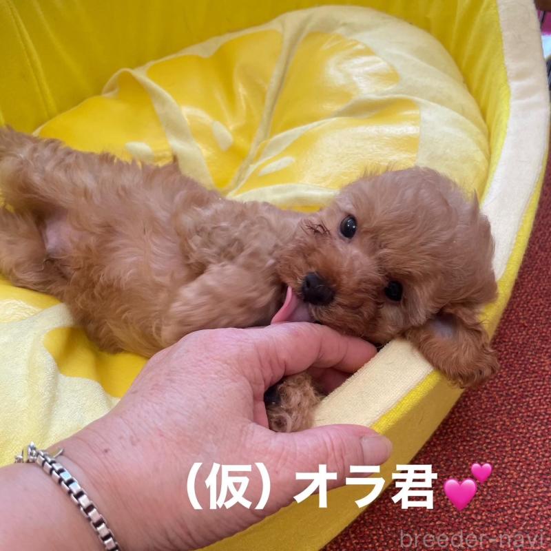 販売中の静岡県のタイニープードル-425928の6枚目