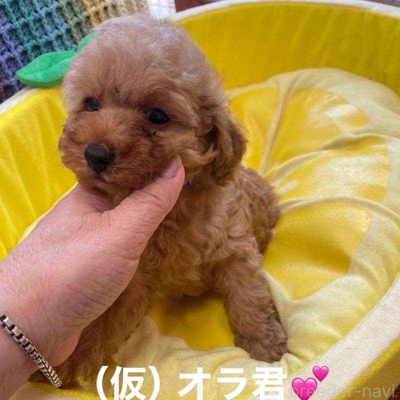 販売中の静岡県のタイニープードル-425928の5枚目