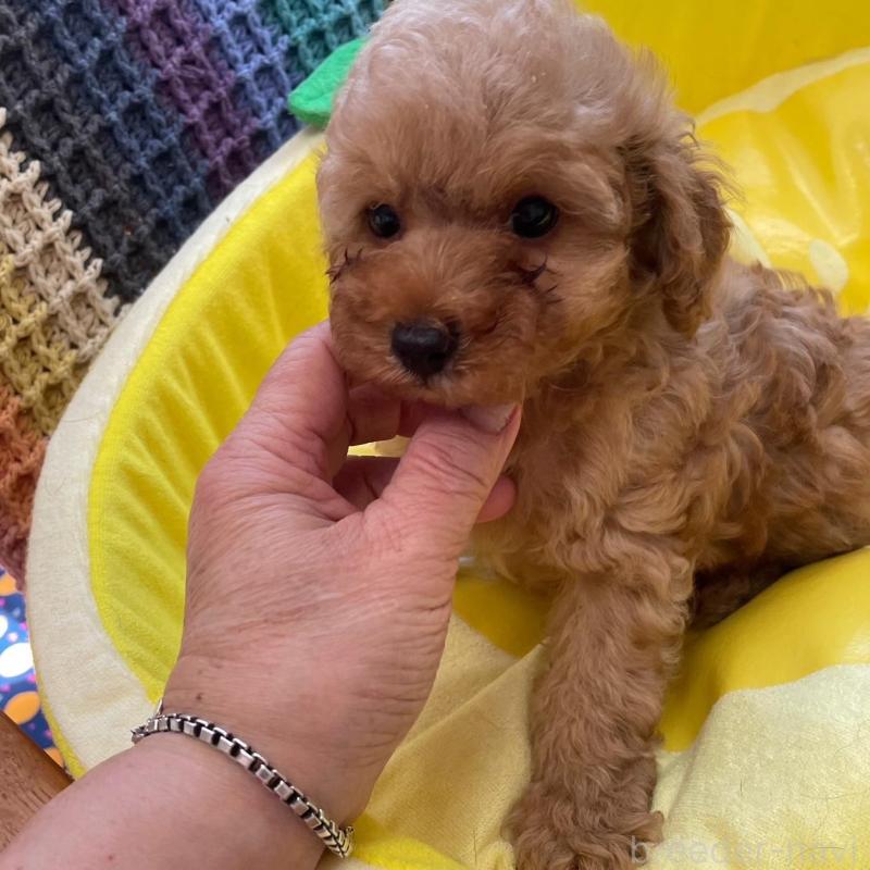 販売中の静岡県のタイニープードル-425928の4枚目