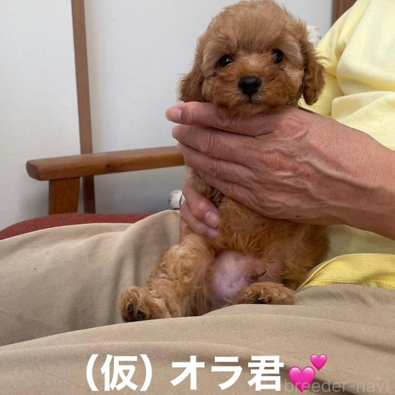 販売中の静岡県のタイニープードル-425928の1枚目