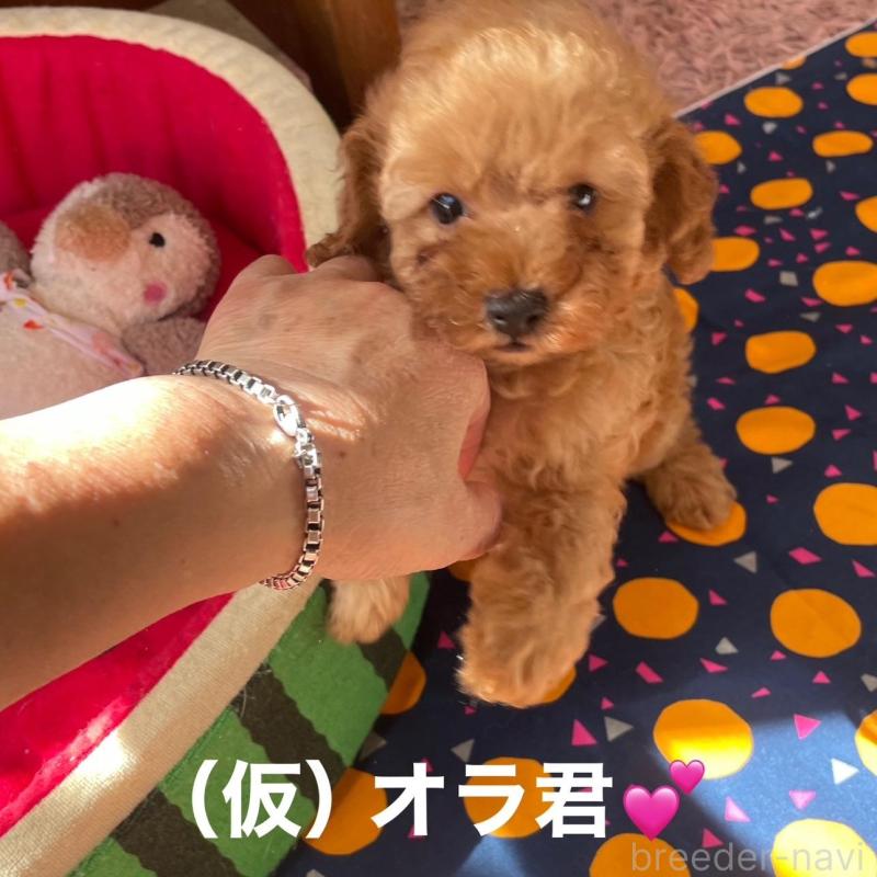 販売中の静岡県のタイニープードル-425928の3枚目