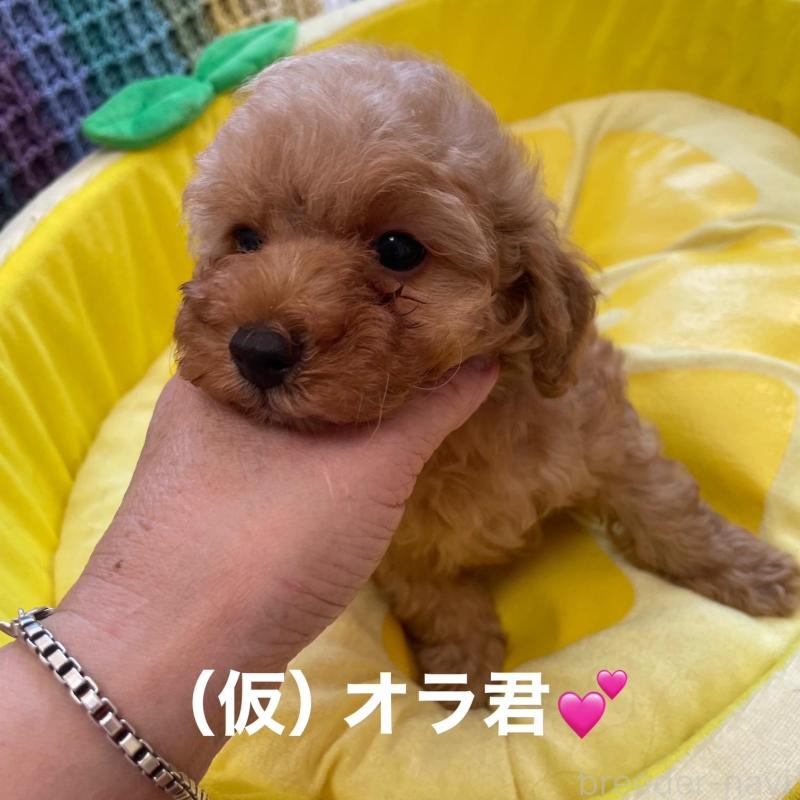 販売中の静岡県のタイニープードル-425928の2枚目