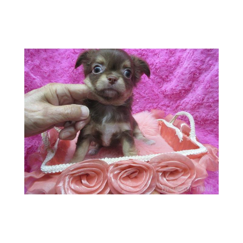 販売中の京都府のチワワ(ロングコート)-425929の3枚目