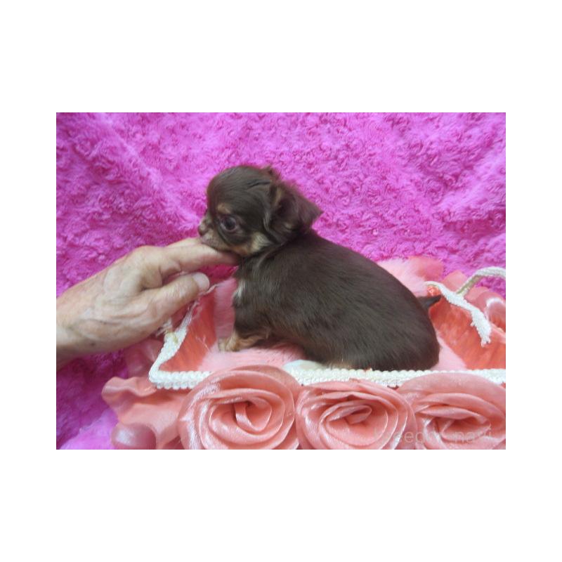 販売中の京都府のチワワ(ロングコート)-425929の2枚目