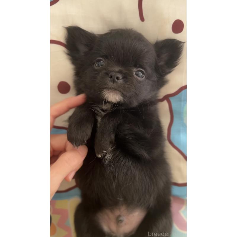 販売中の広島県のチワワ(ロングコート)-425930の2枚目