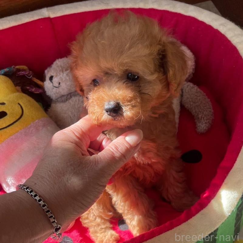 販売中の静岡県のタイニープードル-425931の5枚目