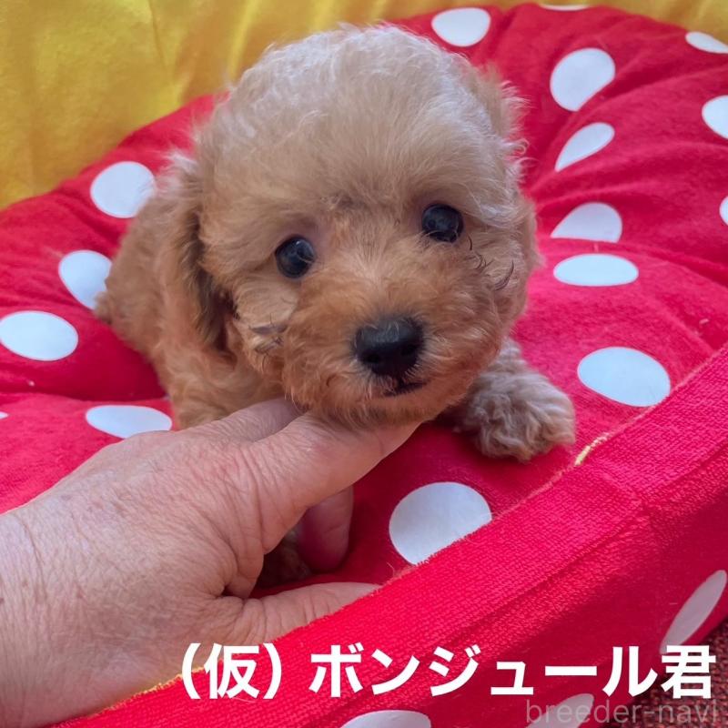 販売中の静岡県のタイニープードル-425931の4枚目
