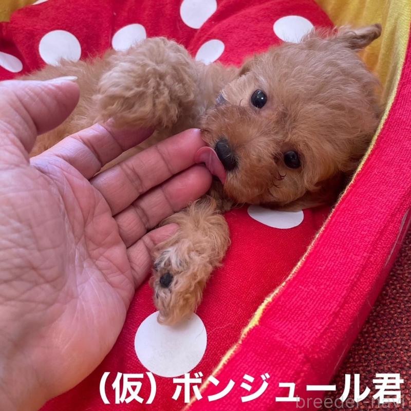 販売中の静岡県のタイニープードル-425931