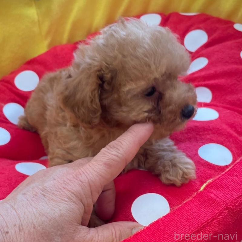 販売中の静岡県のタイニープードル-425931の3枚目