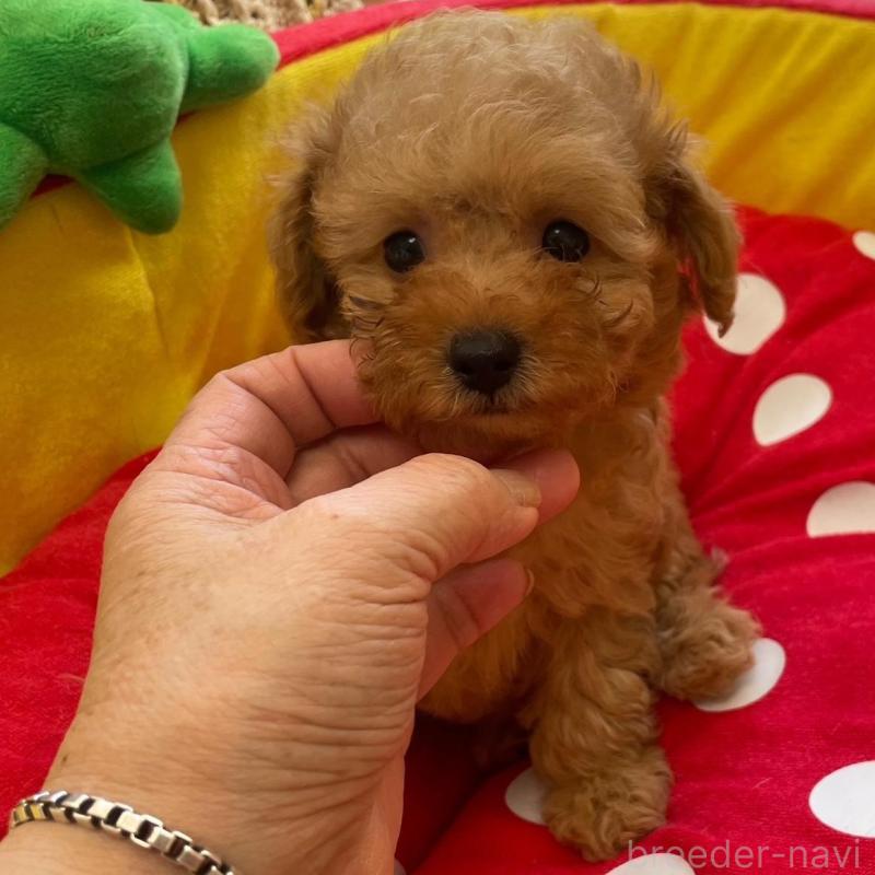 販売中の静岡県のタイニープードル-425931の2枚目